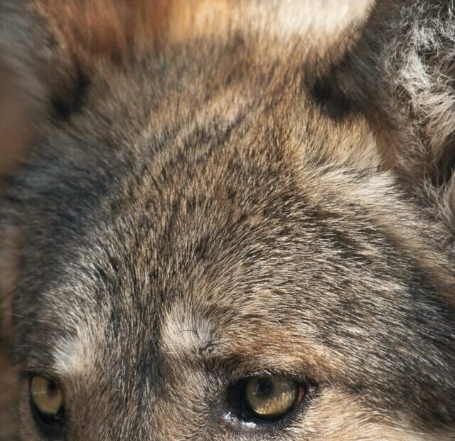 uriel-soberanes-fUQULY91m4Q-unsplash