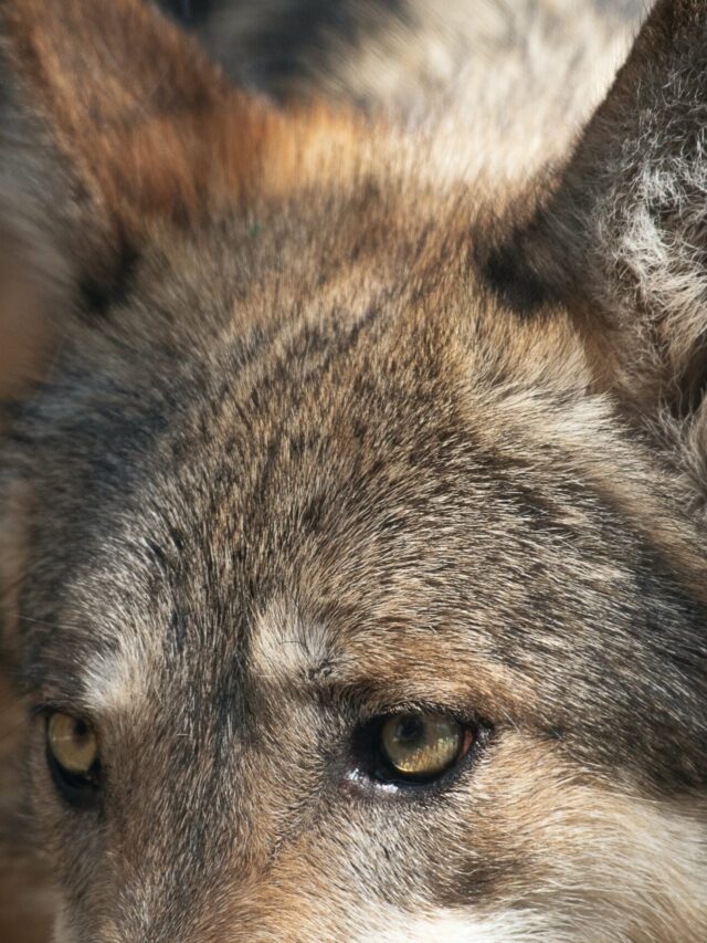 Different Dog Barks and Their Meanings