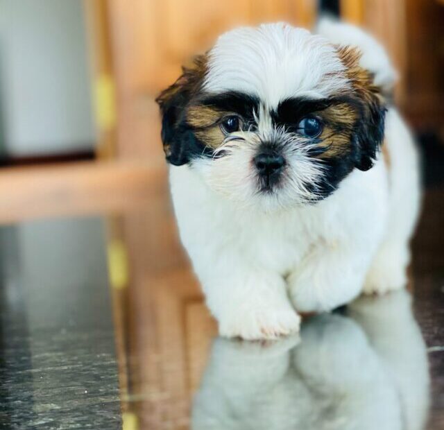 varun-kumar-e-k-z3QxarNFCBo-unsplash