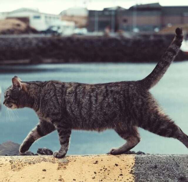 wren-meinberg-AL2-t0GrSko-unsplash