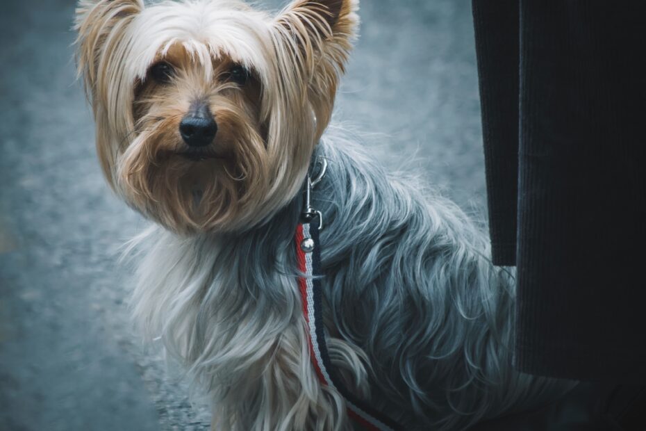 edi-libedinsky-MROxINM3KuU-unsplash