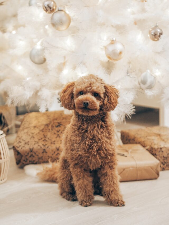 The 8 best-behaved dog breeds