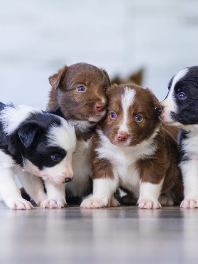 Most Low-Maintenance Dog Breeds as Puppies