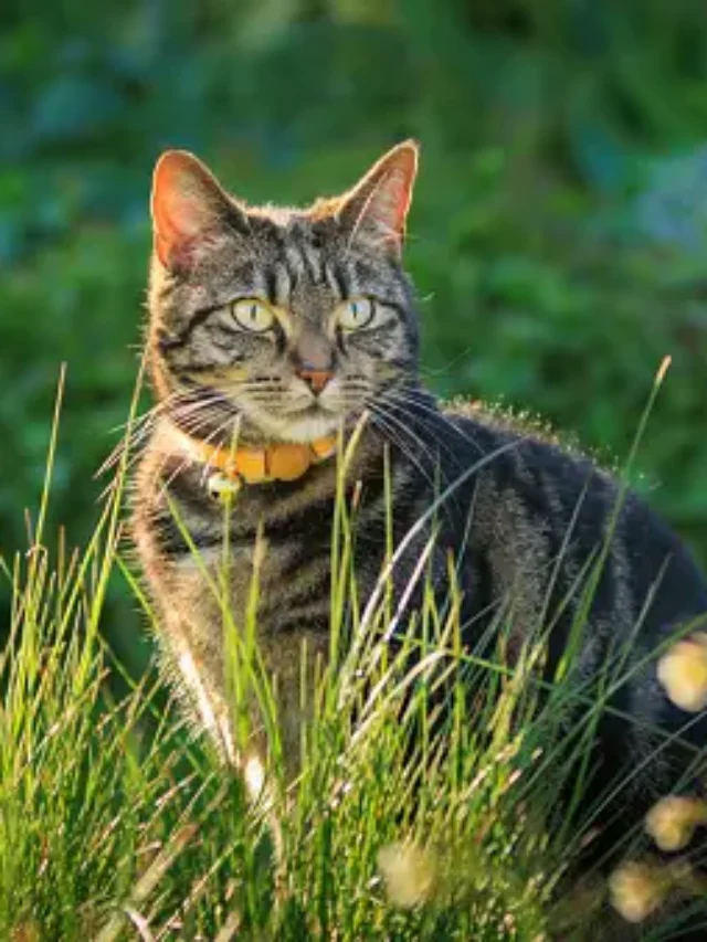 Tiger-Resembling Cat Breeds