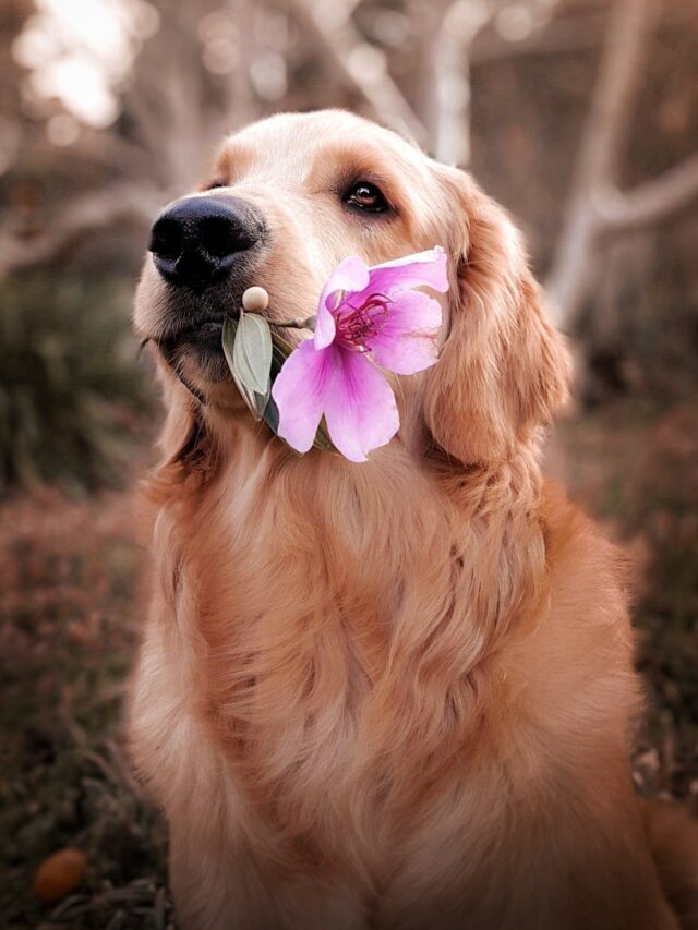 The Most Popular Dog Breeds of the Year