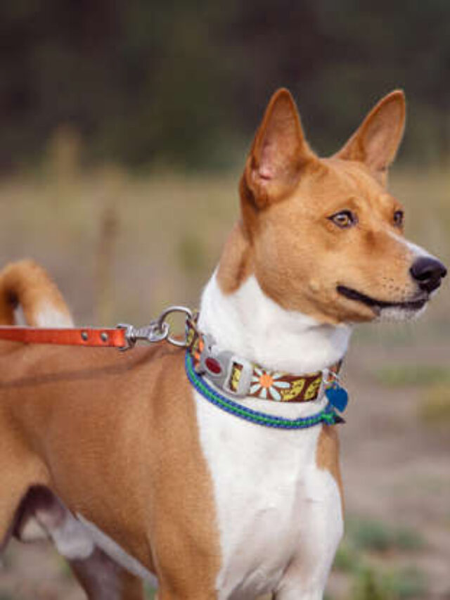 Unique Dog Breeds That Will Win Your Heart