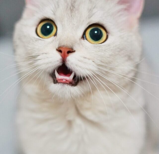 hang-niu-Tn8DLxwuDMA-unsplash