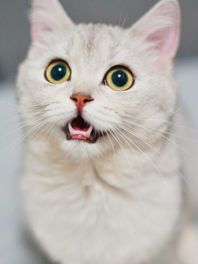 Allurement and Grace: A Survey of the World’s Most Beautiful Cats