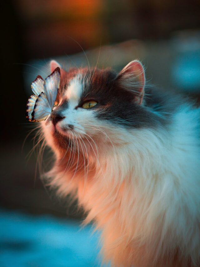 The Most Popular Cat Breeds Are Pawsome