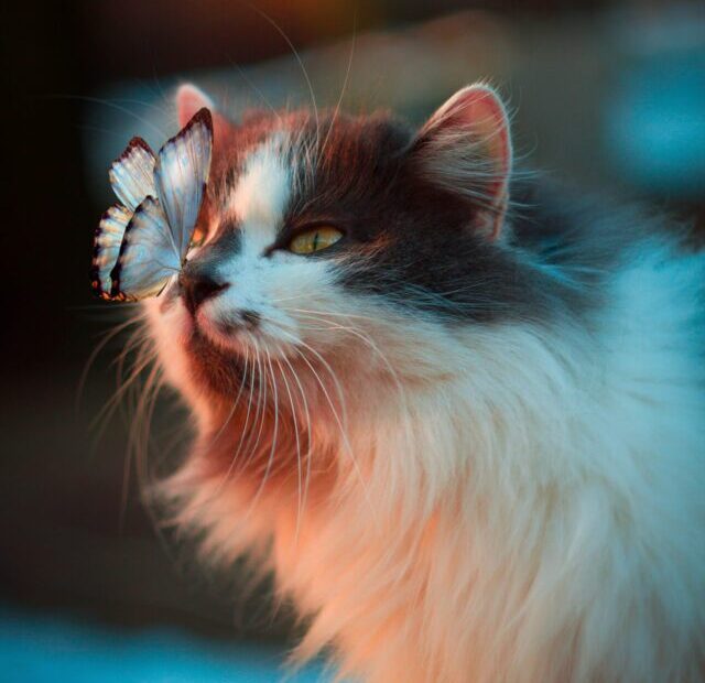 karina-vorozheeva-rW-I87aPY5Y-unsplash