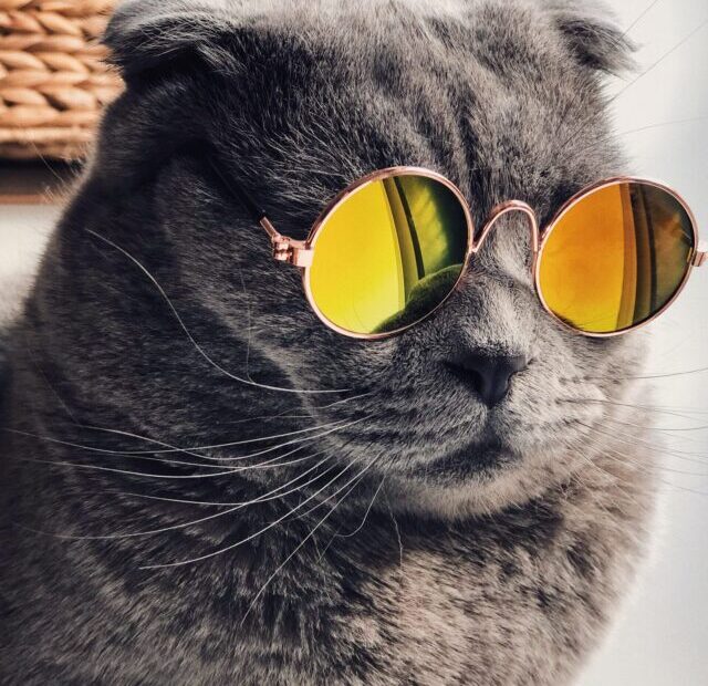 raoul-droog-yMSecCHsIBc-unsplash